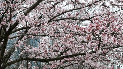 春天樱花盛开花朵植物