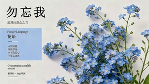 勿忘我