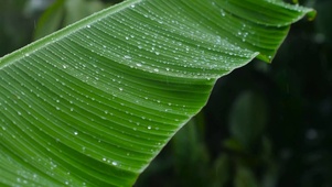 绿叶雨珠