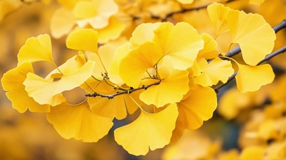 风中摇曳银杏叶