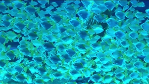 【4K】清凉幽蓝的深海鱼群