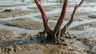 静谧红树林滩涂