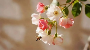 小清新鲜花