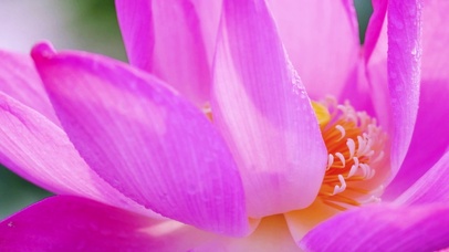 4K 高清 新鲜的粉红色莲花