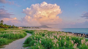 治愈海滨花田日落风景