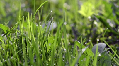 4K 高清 绿草地上的露水