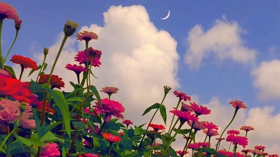 月牙与花海