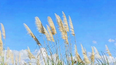 治愈风中芦苇4K