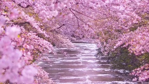 樱花飞舞