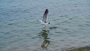 4k海鸥海面飞行自然鸟类风光