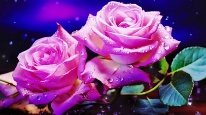 盛开的带露牡丹花