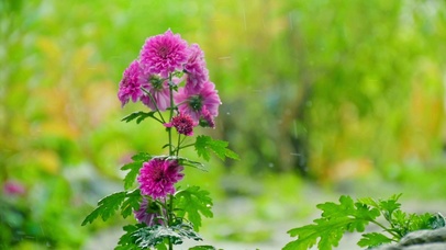 雨中紫菊4K