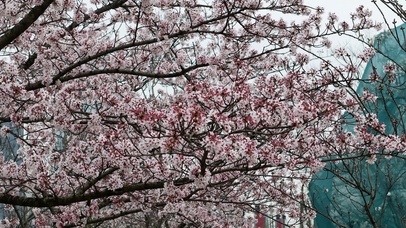 春天樱花盛开花朵植物