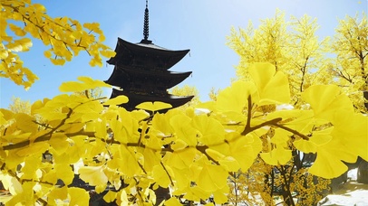 对马岛之魂黄金寺