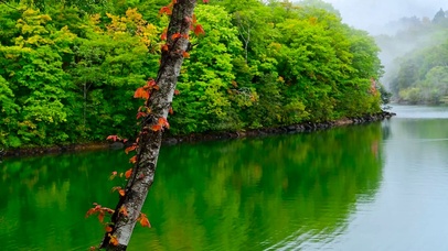 清新养眼绿树湖边