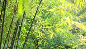 护眼竹林