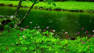 雨天清凉护眼溪流花草