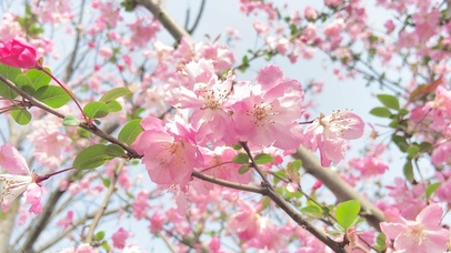 4K春天娇艳樱花风景