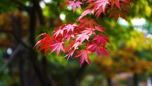 枫叶红了