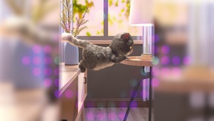 班布猫-回手掏