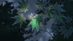 夜晚的枫树