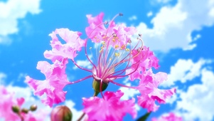 粉色治愈花朵