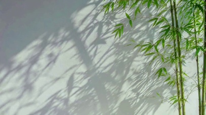 竹影