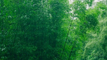 雨中竹林 