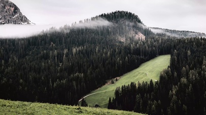 风景 森林