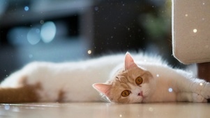 小猫咪晒太阳