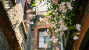 小清新鲜花