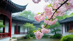 雨天的樱花