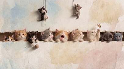 萌萌的小猫