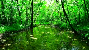 夏日清凉绿林溪水