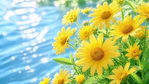 水岸雏菊