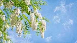 蓝天下的洋槐花