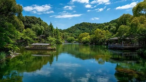 护眼绿景树木
