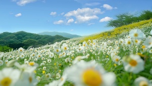小花丛