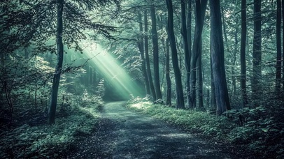 静谧阳光森林小径