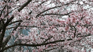 春天樱花盛开花朵植物