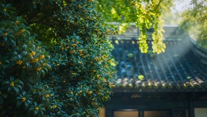 古院檐下桂花