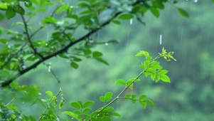 4k雨天的绿叶