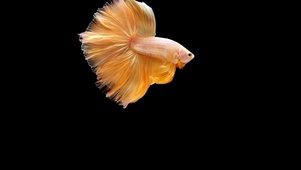 金鱼