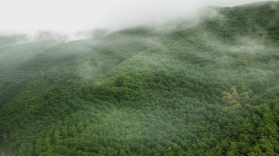 雨林云雾