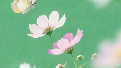 护眼花朵带鱼屏