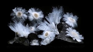 永生花