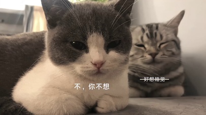 瞌睡猫