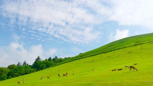 山坡小鹿