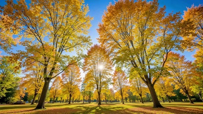 秋日蓝天下枫林