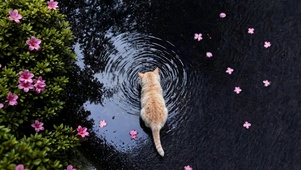 樱花树下猫咪